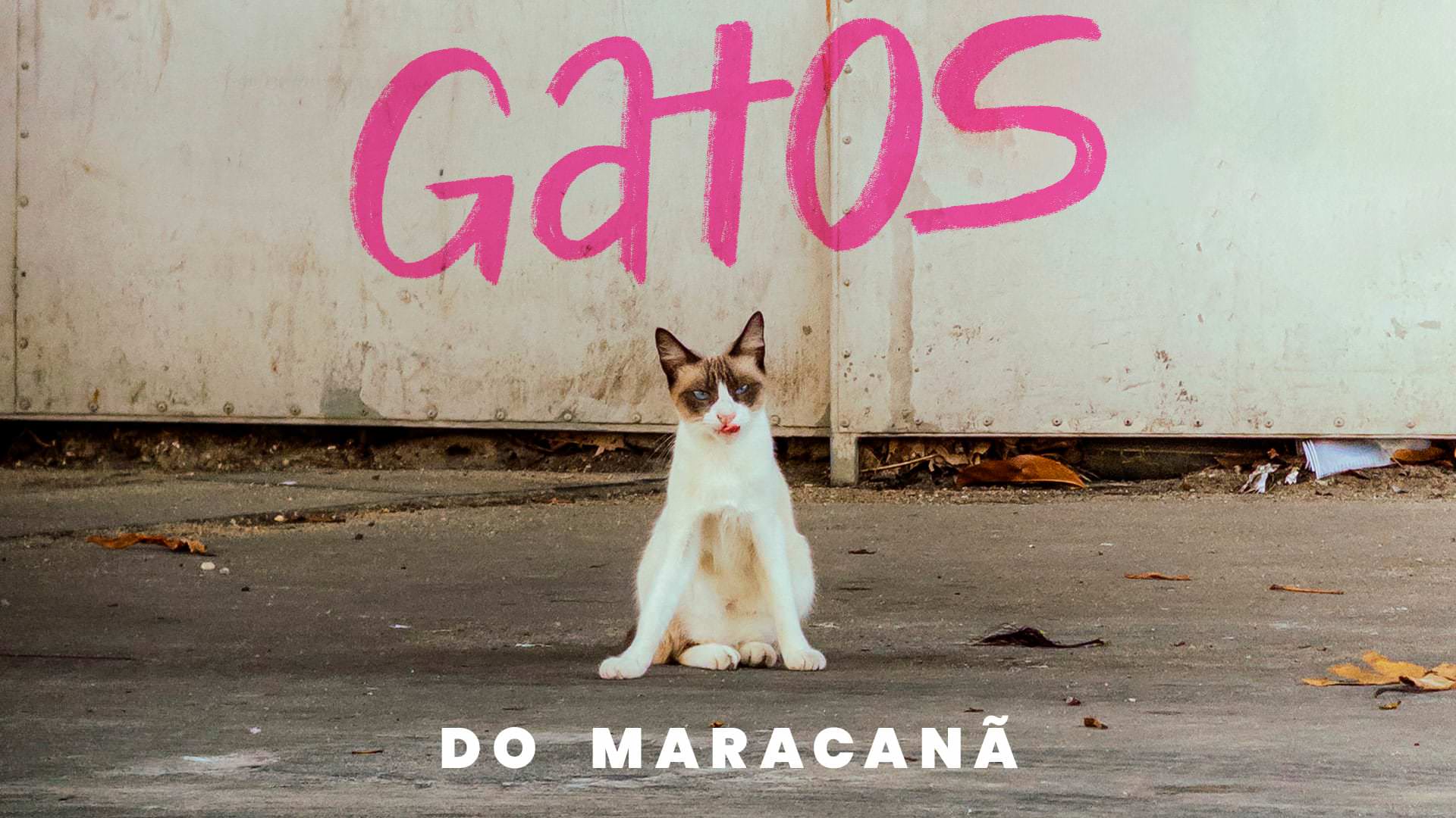 Gatos do Maracanã, projeto audiovisual da OBSCVRA
